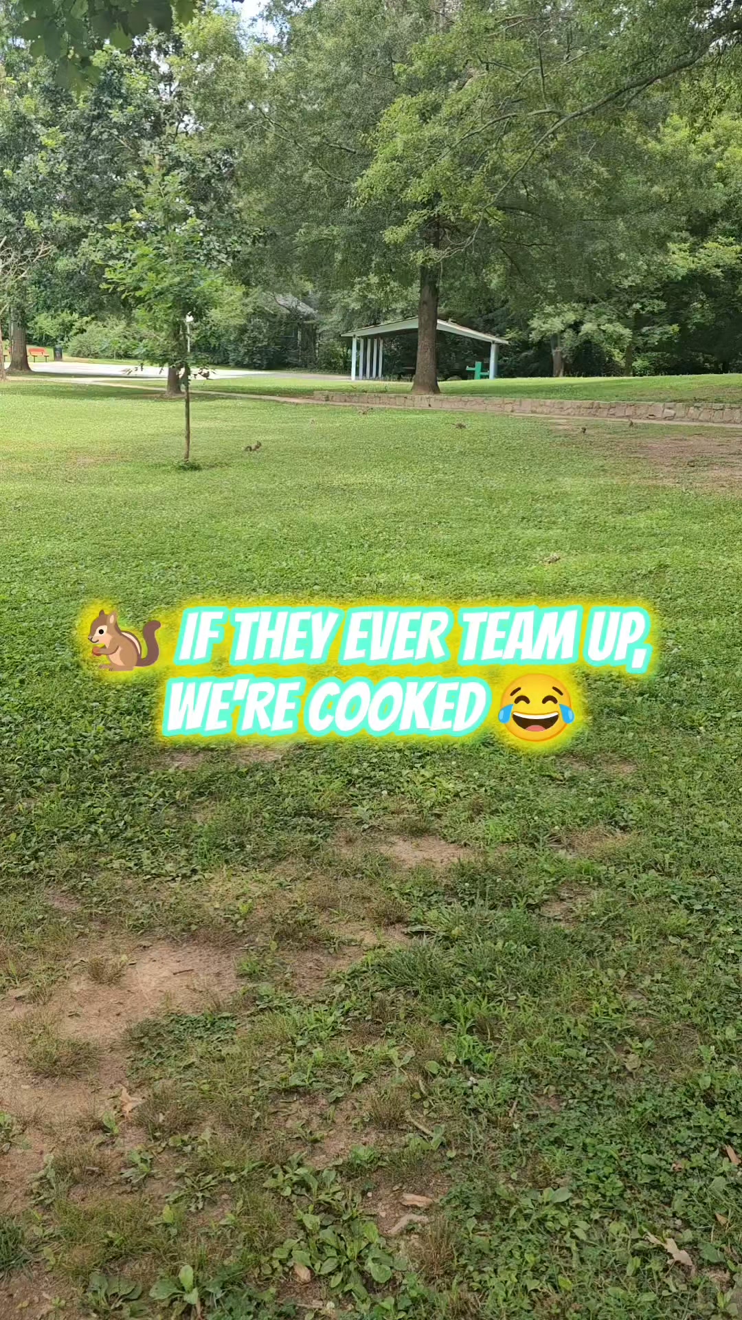 Today's lesson: never underestimate a squirrel's commitment to free food. 🐿️🌰 I've never seen so many squirrels this locked in. One gave me a quick security check, decided I wasn't a threat, and got right back to business. Good thing they're friendly, because I was heavily outnumbered. 😂🐿️
#FunnyAnimals #Wildlife #NatureLovers #ViralReels #Animals
