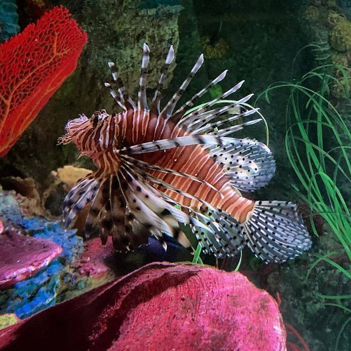 Lionfish (Pterois species) are native to the Indian and West Pacific Oceans though can be found worldwide due to their invasive nature.
In 2010, the National Oceanic and Atmospheric Administration (NOAA) began a campaign to encourage the consumption of Lionfish in an attempt to reduce their numbers and has proven to be incredibly effective in keeping their numbers at sustainable levels.
Although these fish are extremely venomous, they are safe to eat as long as they're filleted and prepared correctly.
#lionfish #pterois #fish #aquarium #aquariumfish #aquariums #aquariumlife #aquariumsofinstagram #aquariumlife #sealife #sealifeaquarium #brighton #brightonuk #brightonandhove #brightonbeach #brightonaquarium #brightonsealifecentre #indianocean #pacificocean #marinelife #oceans #nature #naturelover #animals #animalsofinstagram #naturalhistory #naturalhistorymuseum #naturalhistorycollection #NOAA