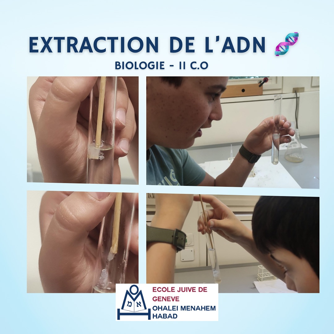 L’extraction de l’ADN effectuée par nos élèves de 11C.O leur a permis de visualiser concrètement l’ADN, une molécule habituellement invisible, et de comprendre les différents niveaux d’organisation du vivant, du macroscopique au moléculaire.
En suivant un protocole expérimental précis, les élèves développent des compétences scientifiques essentielles, apprenant à manipuler du matériel de laboratoire tel que des pipettes et des tubes à essai, tout en s’exerçant à l’observation et à l’interprétation des résultats.
Les cours de biologie à l’École Juive de Genève - Ohalei Menahem Habad éveillent la curiosité des jeunes pour la génétique, la biologie moléculaire et la médecine, tout en établissant un lien entre la théorie apprise en classe et une application pratique.
#ecolejuivedegeneve #ecolejuive #ecolehabad #jewishschoolofgeneva #habadgeneve