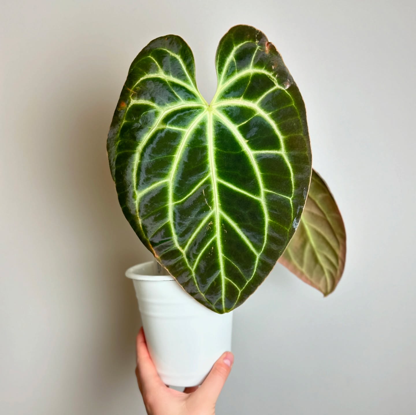 Biggest anthurium leaf I’ve had so far on my #anthuriumbesseaeaff 😱
Love love love it! 🥰
🛍️ Links to all my favorite products & special discount codes in bio! 🩵
#anthurium