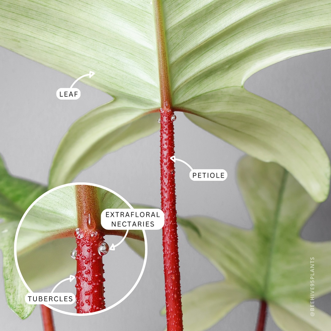 📗 Phytomorphology on #philodendronfloridaghost 🤓
Petiole: The “leaf-stem” that connects the leaf blade to the node on the main stem.
Tubercles: Raised bumps on a plants surface. Often found of petioles of Philodendrons.
Extrafloral Nectaries: Nectar-producing glands to attract beneficial insects for plant defense.
#phytomorphology #plantmorphology #plantanatomy #plantinfographic #infographic #plantchart #plantinfo