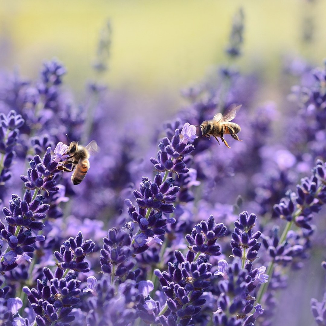 🐝📚 Zwei Bücher, ein Ziel – Die Welt der Bienen entdecken! 🌼✨
Die Bücher von Andreas Heidinger und Gertraud Heidinger sind eine Bereicherung für alle, die die Welt der Bienen besser verstehen und sich für nachhaltige Bienenhaltung sowie die vielseitigen Schätze der Bienen begeistern möchten.
📖 Mit Bienen die Welt retten von Andreas Heidinger
Dieses Buch zeigt neue Wege in der Imkerei und Bienenhaltung auf – perfekt für Stadt, Land und Landwirtschaft. 🌍🐝
Themen: Nachhaltige Bienenhaltung, essbare Bienenwälder, Energieeffizienz durch runde Bauweisen.
Für wen: Imker, Naturfreunde und alle, die aktiv zum Schutz der Bienen und der Natur beitragen möchten.
🌿 Highlight: Ein Leitfaden, wie Bienenhaltung unsere Sicht auf die Umwelt verändert und uns zeigt, wie wichtig sie für unser Ökosystem sind.
📖 Bienenschätze – Honig, Pollen, Propolis & Co. von Gertraud Heidinger
Tauche ein in die vielfältige Welt der Bienenprodukte! Dieses Buch liefert praktische Rezepte und Tipps, wie Honig, Pollen und Propolis in Küche, Kosmetik und Heilung genutzt werden können. 🍯✨
Themen: Rezepte für Pflegeprodukte, heilende Anwendungen, kulinarische Ideen und kreative Projekte.
Für wen: Alle, die die Schätze der Bienen für ihren Alltag entdecken und nutzen möchten.
🌸 Highlight: Schritt-für-Schritt-Anleitungen und inspirierende Ideen für die vielseitige Anwendung von Bienenprodukten.
🐝💛 Beide Bücher sind eine ideale Kombination aus Wissen, Praxis und Inspiration für alle, die Bienen lieben und sich für eine nachhaltige Zukunft einsetzen wollen!
#Bienenkugel #MitBienenDieWeltRetten #Bienenschätze #NachhaltigeImkerei #Bienenliebe #RettetDieBienen #BienenFreunde #HonigPropolisPollen #BuchTipp #Naturschutz