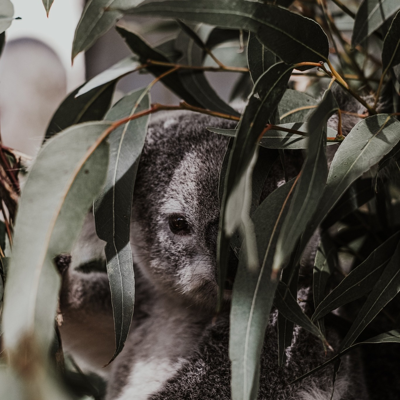 đŽ L'eucalyptus radiĂ© (eucalyptus radiata sous espĂšce radiata) est apprĂ©ciĂ©e des enfants pour son odeur fraĂźche et sa grande tolĂ©rence et sa souplesse d'emploi.
đŁ Pensez tout de mĂȘme Ă la diluer avec une huile vĂ©gĂ©tale !
đ Australie, famille des MyrtacĂ©es, distillation de la feuille
đ€ Expectorante, renforce le systĂšme immunitaire, antivirale et antiseptique. Grippe, rhume, congestion respiratoire chronique, fatigue chronique.
đĄ Utilisation en friction sur les avants bras ou sous les pieds.
Inhalation pour dégager les voies respiratoires (dans un mouchoir est respirer au besoin ou eau chaude), sur le thorax et le dos en cas d'encombrement respiratoire, en diffusion (agrumes ou huiles anti-infectieuses)
đ Simple et efficace contre les rhumes : eucalyptus radiĂ© en olfaction au besoin pour dĂ©congestionner la sphĂšre ORL, application 2ml ravintsara 2ml eucalyptus radiĂ© (expectorante pour sortit l'agent pathogĂšne)
â Attention aux asthmatiques en crises et les Ă©pileptiques (beaucoup d'oxydes)
http://keiko-shiatsu.com
#keikoshiatsu #shiatsulyon #bienetrelyon #doinlyon #aromatherapielyon #massagelyon #santenaturelle #huileessentielles #energetiquechinoise #medecinechinoise #acupression #developpementpersonnel #sérénité #psychologiepositive #moonclublyon #formationaromatherapie #holistique #soinénergétiquelyon #santementale