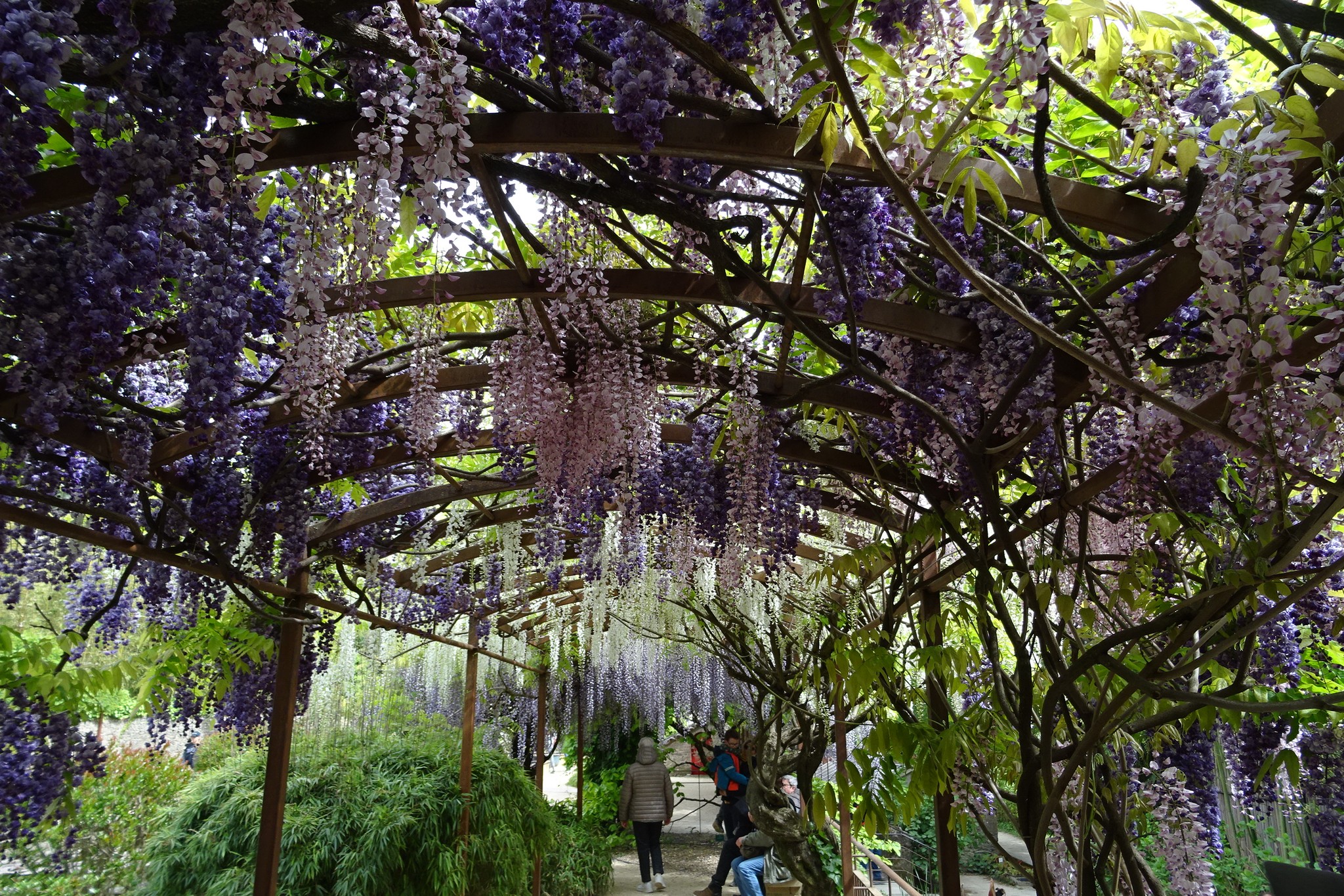 MA PERGOLA DE RÊVE.....
Les fleurs de cette glycine font 80 cm de long.....La variété blanche m'a rappelé l'arbre sacré dans AVATAR.
Entre la beauté des yeux et l'odeur suave, j'aurai pu y passer l'après midi!
##pérgola #glycine #jardinbotanique #plante