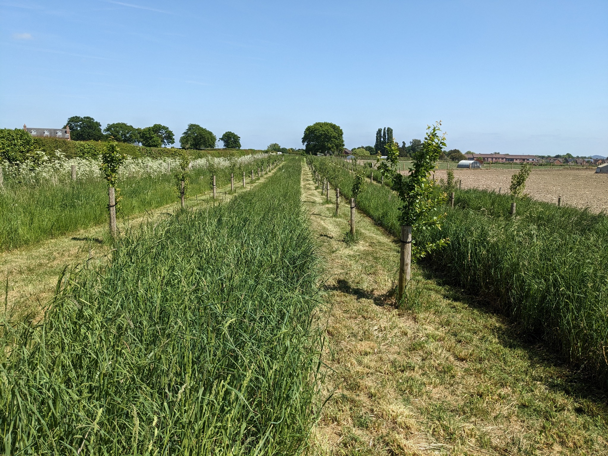 Despite the dry weather, the orchard and 'space for nature' is coming along nicely!