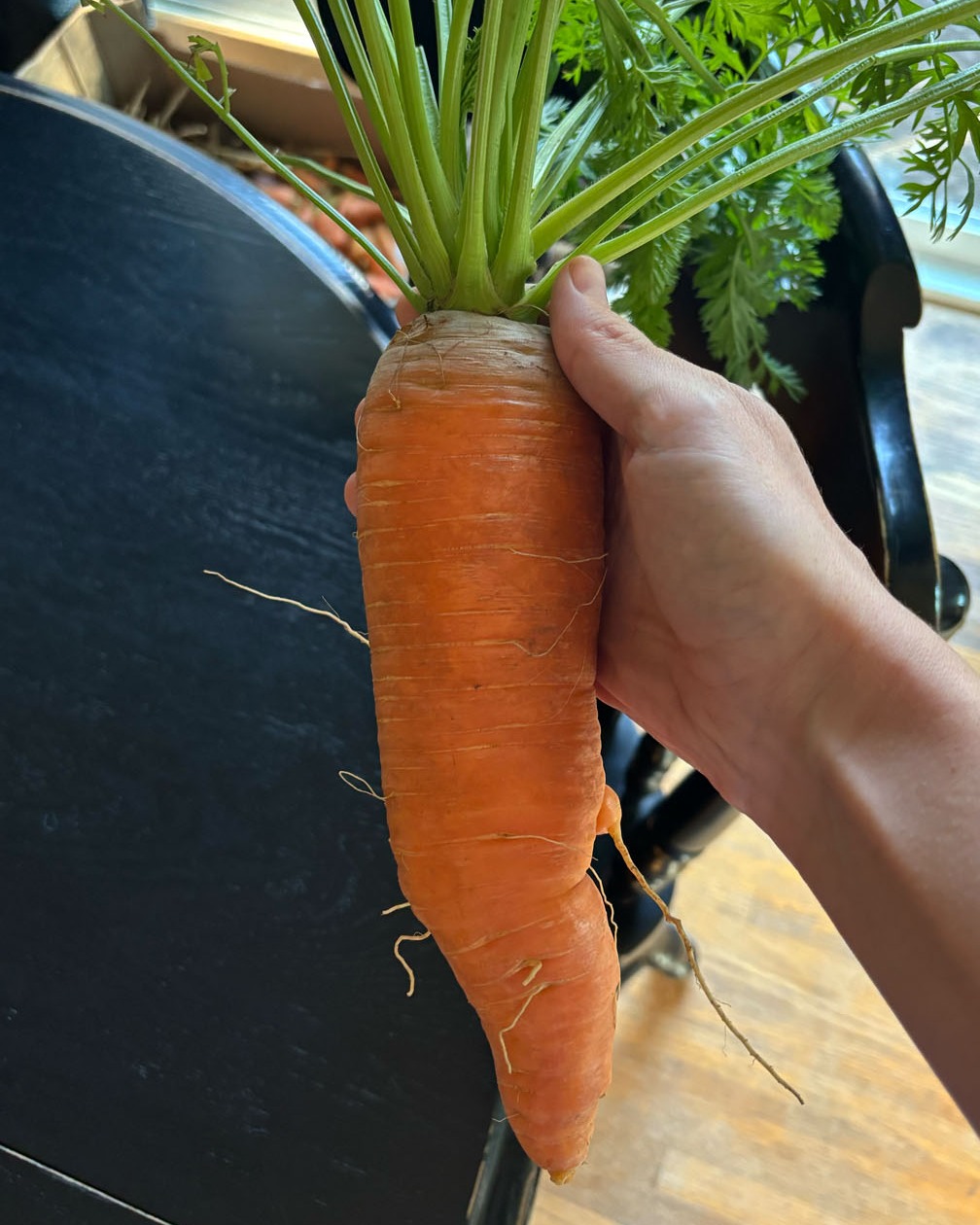 Harvested the last of my garden last weekend. Check out this enormous carrot! Hard to believe this thing started out as a tiny spec of a seed.