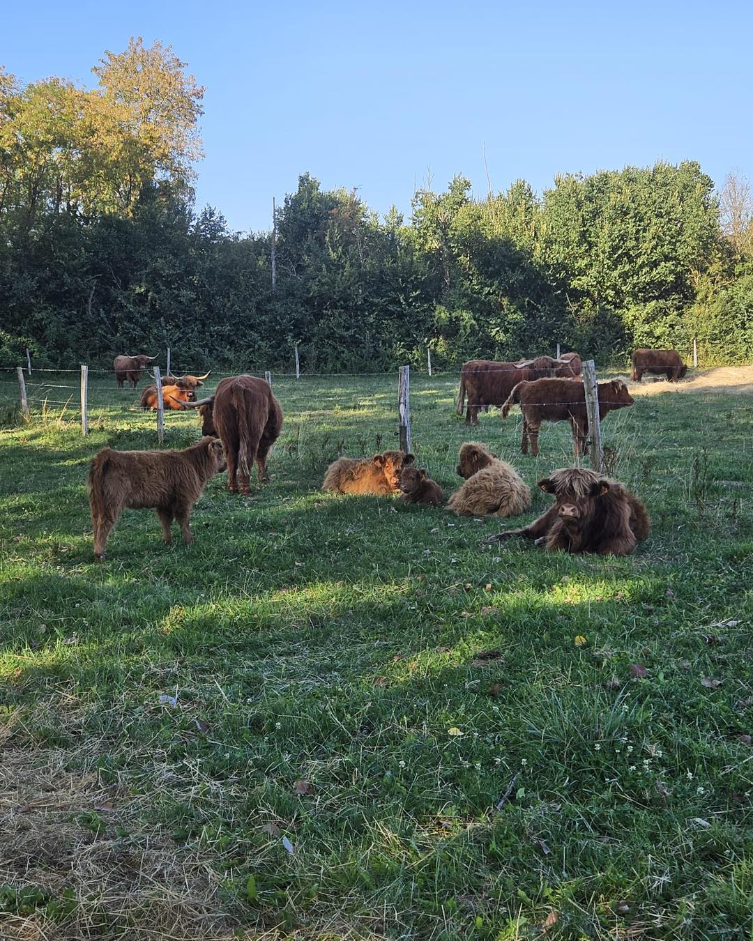 Notre soutien aux éleveurs dont le troupeau bovin a été abattu.
Pourquoi tant de mépris envers le monde paysan ?
.
.
.
#eboutique #sitemarchand #produitsduterroir #terrines #artisanal #highlandcattle #valleedelacisse #farmer #eleveur #paysan #ferme #animaux #loiretcher #regioncentre #nature #mangerlocal #mangersain #producteurslocaux #elevage #agriculture #animals #valdeloire #loirevalley #prairie #ventedirecte #laviealacampagne