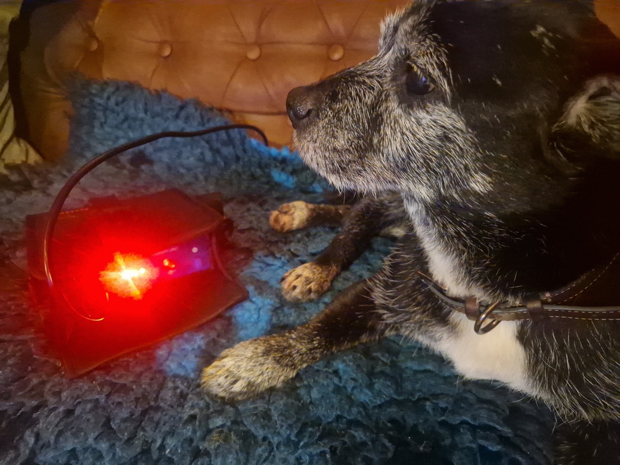 We've gone all high-tech and invested in a Pulsed Magnetic Field Therapy (PMFT) unit for our dogs!
We've worked with their physiotherapist, Harley, who recommended this particular brand, which is what she uses in clinic.
We can use this a few times a day as a form of pain relief, as well as to increase blood flow.
We love taking a multimodal approach to our dogs' health and wellbeing!