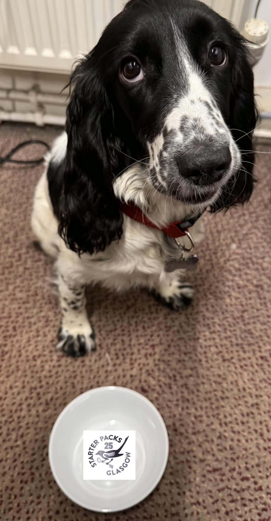 @willow.the.weegie.sprocker our office dog wants to ask you if you have any spare bowls you want rid of. Not for her, she has her own bowl, but for getting put to great re-use in our starter packs. Plates, side plates, mugs and glasses always gratefully accepted too, but right now, we are out of bowls and with a minimum of 4 going into every starter pack that we deliver to folks starting over, that's a lot of bowls every week.