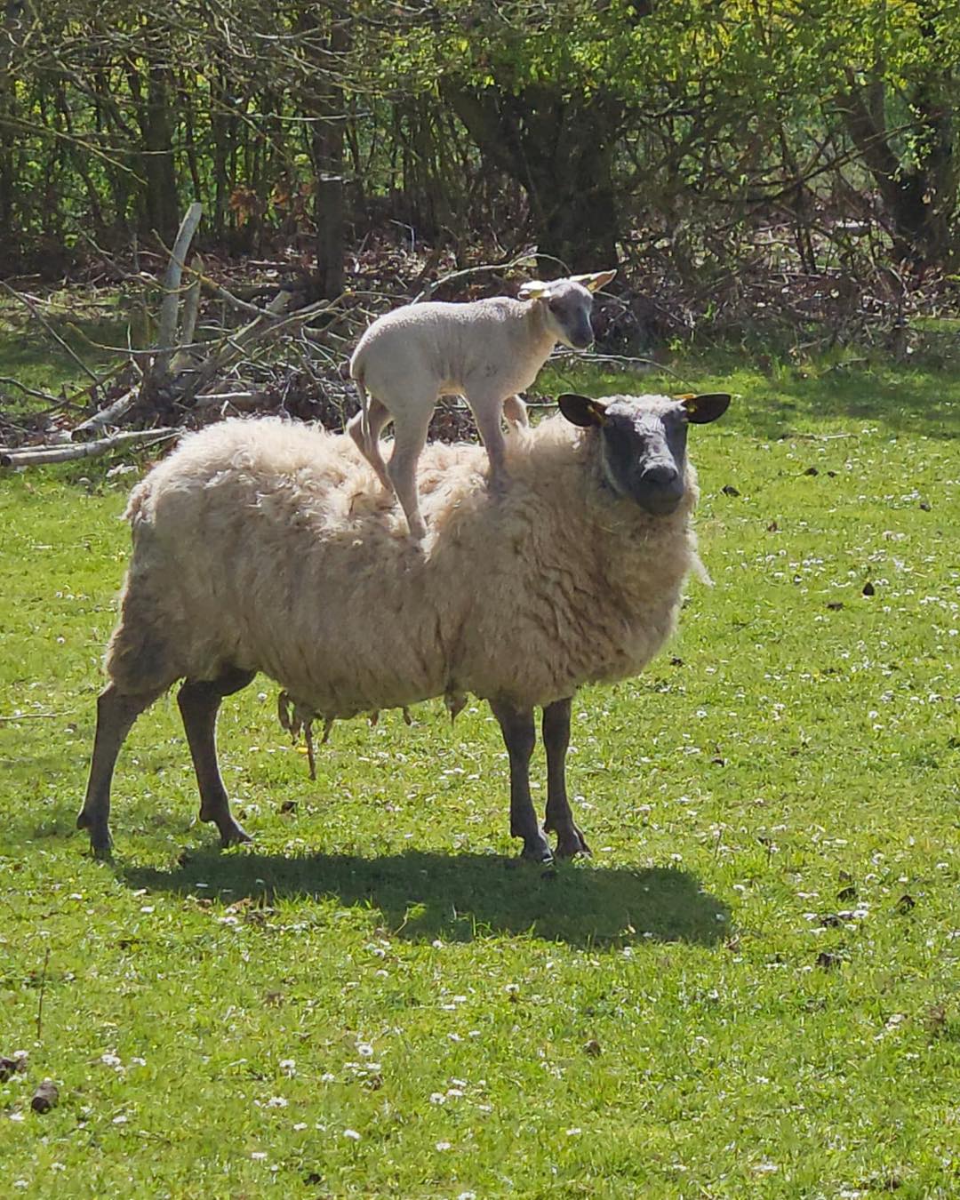À la Ferme des Petits Tresseaux, les agnelages se terminent. Certains agneaux sont espiègles.
.
.
.
#eboutique #sitemarchand #produitsduterroir #terrines #artisanal #highlandcattle #valleedelacisse #farmer #eleveur #paysan #ferme #animaux #loiretcher #regioncentre #nature #mangerlocal #mangersain #producteurslocaux #elevage #agriculture #animals #valdeloire #loirevalley #prairie #ventedirecte #laviealacampagne