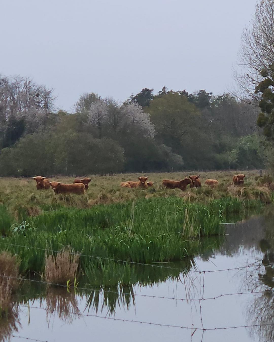 Le pâturage des zones humides a débuté. La hausse brutale des températures a permis la pousse précoce de la végétation.
.
.
.
#eboutique #sitemarchand #produitsduterroir #terrines #artisanal #highlandcattle #valleedelacisse #farmer #eleveur #paysan #ferme #animaux #loiretcher #regioncentre #nature #mangerlocal #mangersain #producteurslocaux #elevage #agriculture #animals #valdeloire #loirevalley #prairie #ventedirecte #laviealacampagne
