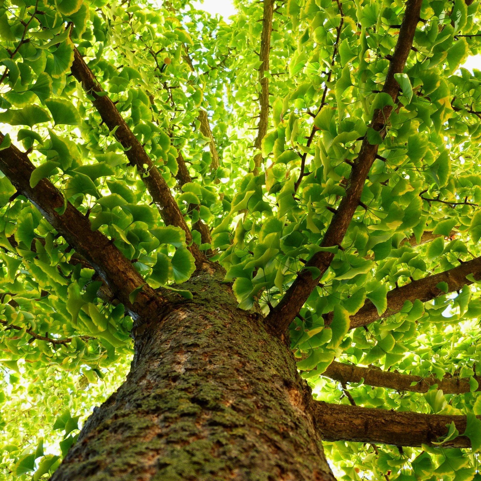 Did you know that Ginkgo biloba (Maidenhair Tree) is a living relic, estimated at over 270 million years old. With its deep roots, it survived both the radiation and devastation from the comet strike which ended the dinosaur era making it the perfect tree for urban planting and climate change resilience.
The leaves are delicately fan shaped, with two leaf blades, appearing in spring a fresh bright green colour. In autumn time, these wonderfully shaped leaves turn a clear and bright golden yellow. Mature height, 17-22m.
https://www.thebigplantnursery.com/shop/deciduous/ginkgo-biloba/
#ginkgobiloba #thebigplantnursery #trees #livingrelic #funplantfacts