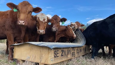 Give your herd the natural edge with Redmond — essential minerals cattle crave, naturally balanced for better health, performance, and productivity. 🌱
#AgriBestFeeds #RedmondMinerals #HealthyCattle