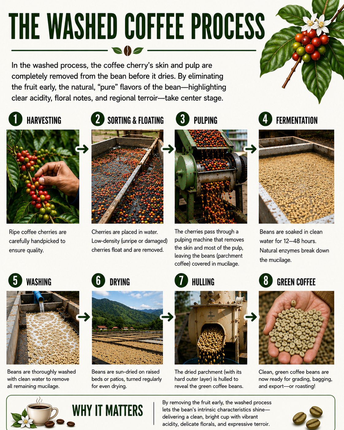 ☕ Grounds for Curiosity — Vol. 1
We’re starting a fun new educational series called “Grounds for Curiosity” that explores some of the behind-the-scenes details of coffee. Today, we’ll start with how it’s processed.
Did you know that HOW a coffee is processed is just as important as where it's grown? 🌍
Here's the quick version: after a coffee cherry is picked, the fruit has to be removed from the seed (the bean) before drying. The method used to do that is called the processing method — and it dramatically shapes the flavor in your cup.
Washed (Fully Washed): The fruit is removed immediately and the bean is washed clean before drying. This produces a cleaner, brighter cup where the origin's natural flavor really shines through. Lower acidity. Less fermentation character. Crystal clear flavor.
All five of our single origins — Ethiopia, Colombia, Guatemala, Tanzania, and Sumatra — are fully washed. It's not an accident. We choose washed coffees because they align with the Sip Clean philosophy: a clean process produces a clean, honest cup. 🌿
Next up in the series: what "roast date" actually means and why it matters more than "best by." Stay tuned!
#GroundsForCuriosity #CoffeeEducation #WashedCoffee #CoffeeProcess #BrownSugarCoffeeRoastery #SipClean #DidYouKnow #CraftCoffee