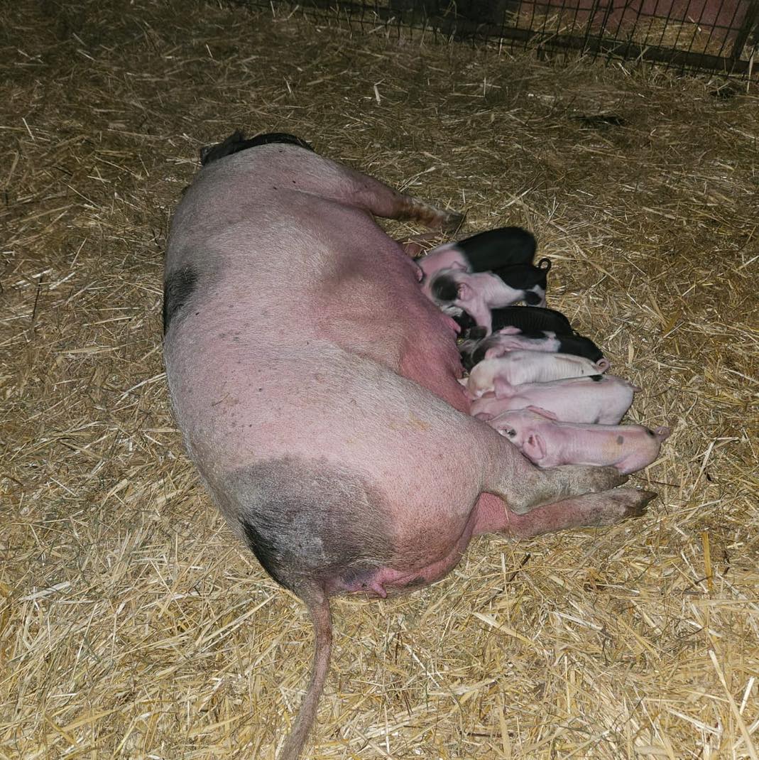 Une nouvelle portée de porcelets est arrivée.
Combien y en a t il selon vous ?
.
.
.
#eboutique #sitemarchand #produitsduterroir #terrines #artisanal #highlandcattle #valleedelacisse #farmer #eleveur #paysan #ferme #animaux #loiretcher #regioncentre #nature #mangerlocal #mangersain #producteurslocaux #elevage #agriculture #animals #valdeloire #loirevalley #prairie #ventedirecte #laviealacampagne