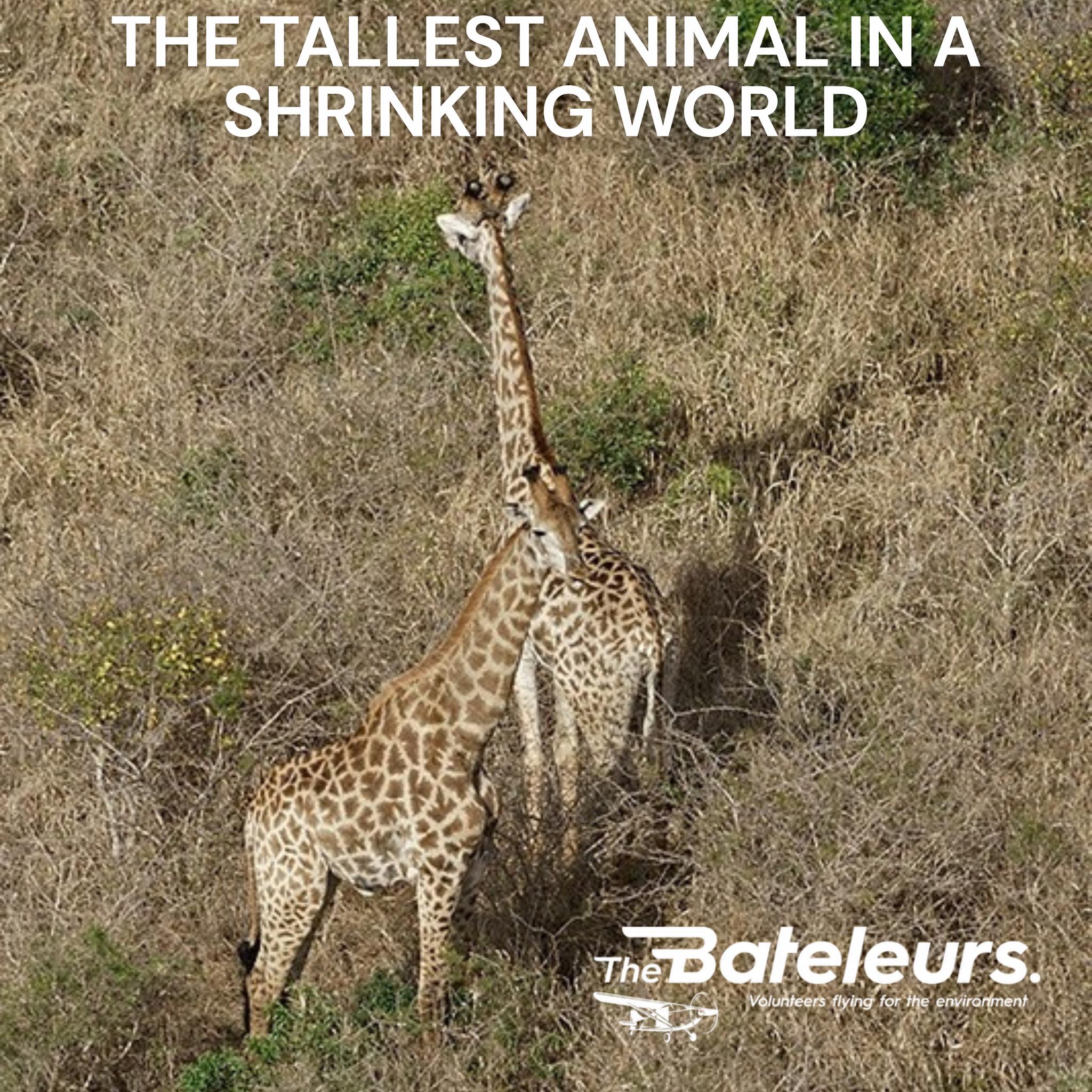 Giraffes are losing ground. Literally.
Africa's iconic symbol of the Savannah has declined by over 40% in the last 30 years. Habitat loss, civil unrest in key range countries, and illegal hunting are taking a devastating toll.
The Bateleurs fly game count surveys and wildlife assessments, helping conservation managers track giraffe populations across reserves and identify where intervention is needed.
The world's tallest animal deserves a fighting chance. We help from above.
🔗 bateleurs.org
#Giraffe #GiraffeConservation #WorldGiraffeDay #WildlifeSurvey #TheBateleurs #SouthAfrica #AfricanWildlife #GameCount
