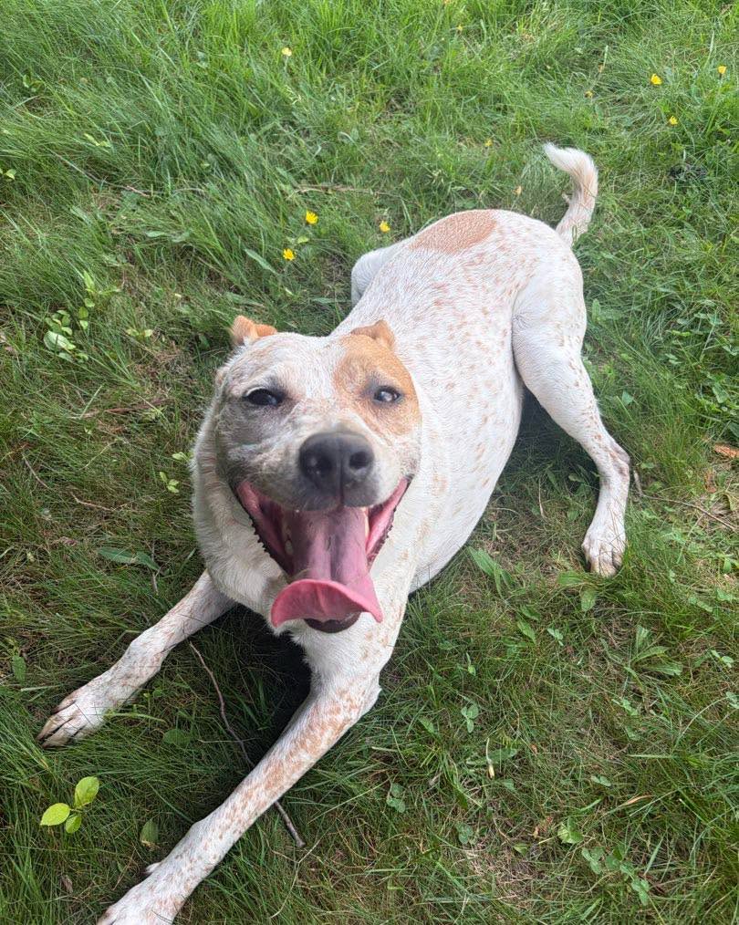 A toasty one today! How does Hero’s tongue even fit in his head?? #heelersofinstagram #sunsouttonguesout #summahtime 📸 by KA