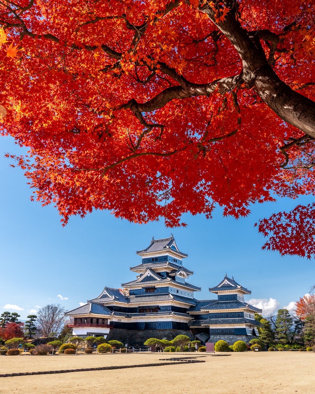 I always look forward to seeing Matsumoto Castle in autumn. The black castle surrounded by bursts of red maple leaves is one of those scenes that never gets old, no matter how many times you photograph it. It's the mix of history, color, and changing light that keeps drawing me back. Looking forward to wandering these grounds again this autumn. #MatsumotoCastle #JapanAutumn #JapanPhotography #TravelPhotography #FallColors