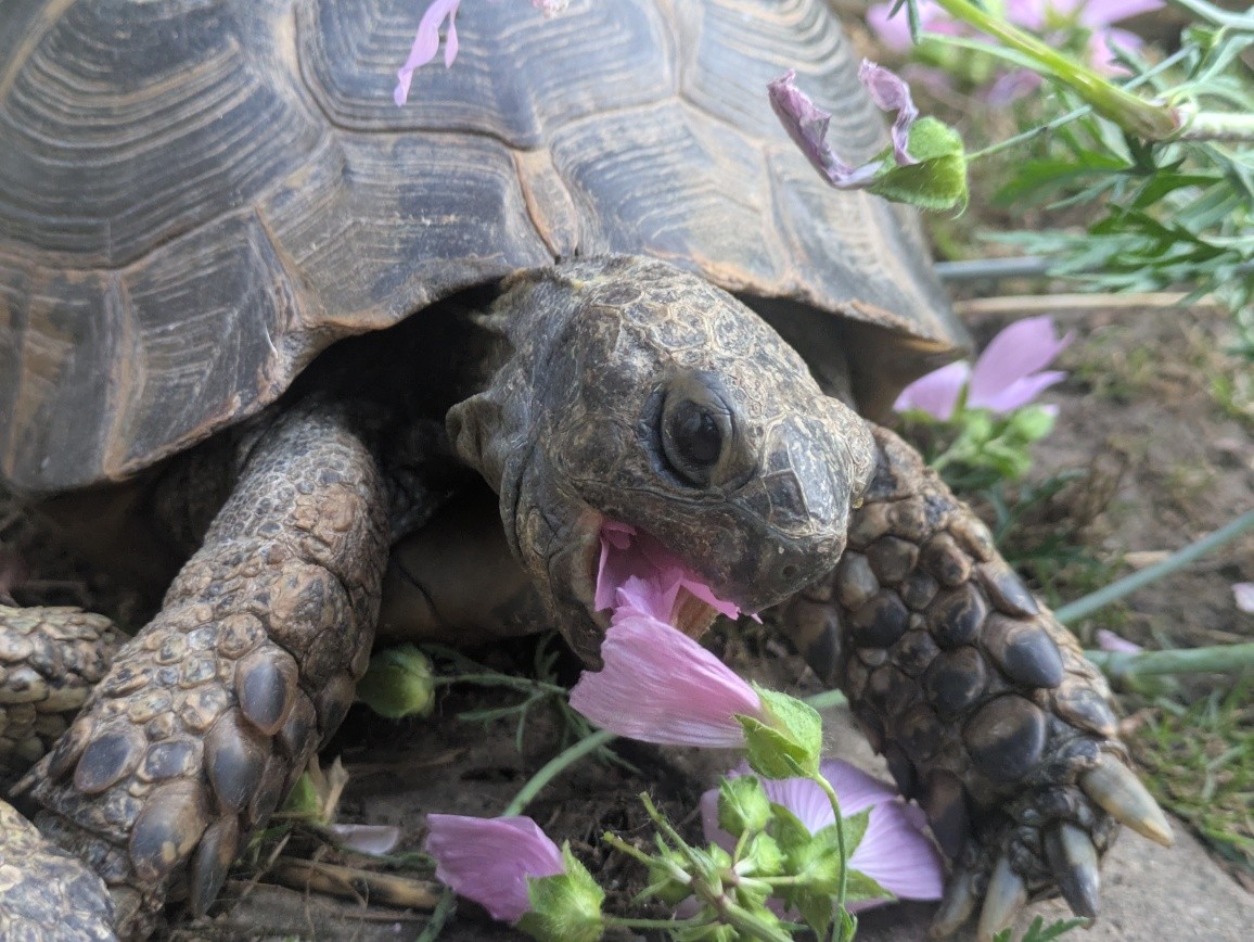 Jeremiah enjoying this beautiful weather and a delicious snack of his favourite flowers