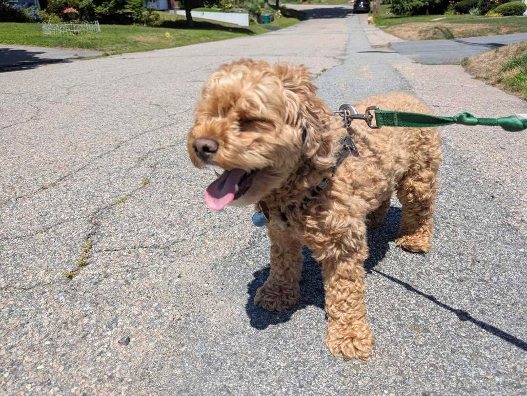 Phew, hot! 🥵 Teddy is sweaty. #doodlesofinstagram #sunsouttonguesout #summah 📸 by MS
