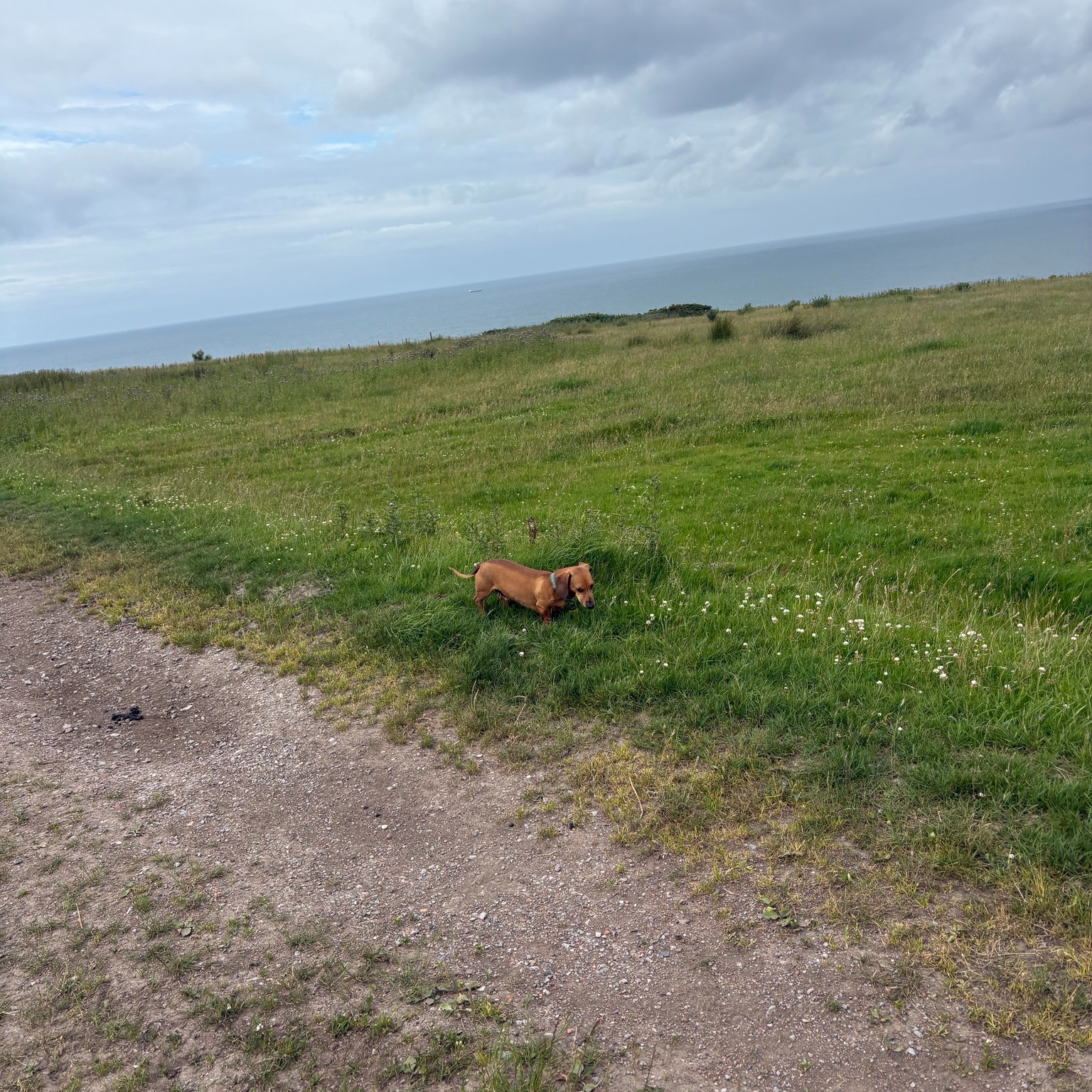 Lilo and Stanley πΆ
πΆ Would your pup love to join in on the fun?
π Simply fill in our enquiry form!
www.scallywagzpetservices.co.uk/enquiryform