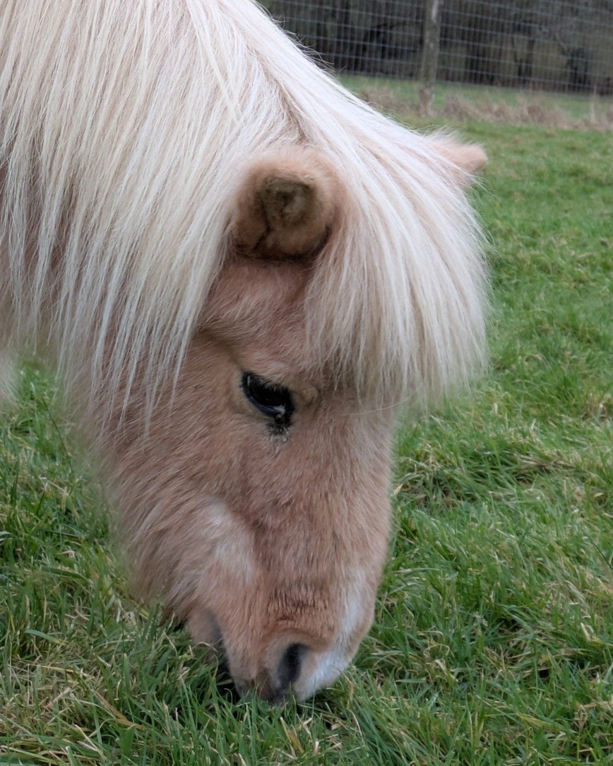We are very saddened to announce the passing of our dear Ollie - the most gorgeous, well-mannered, gentle soul you could wish to meet. He has been a huge part of Hollyview for so many years and he reached the grand age of 37 - oh how we wish we had another 37.
RIP Ollie xx