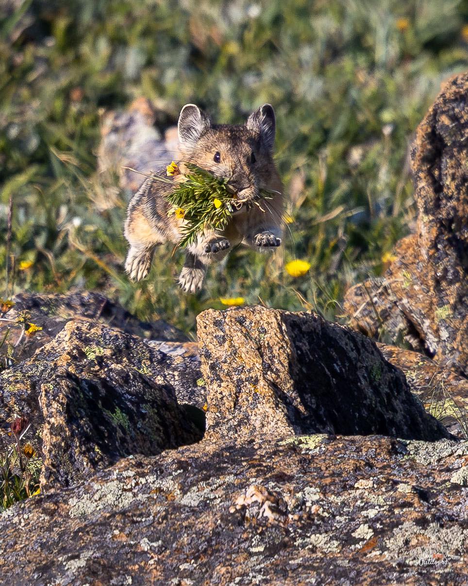 All together now! “Weeeeee!”
#wildlifephotography #photography #nature #wildlife #wildanimals