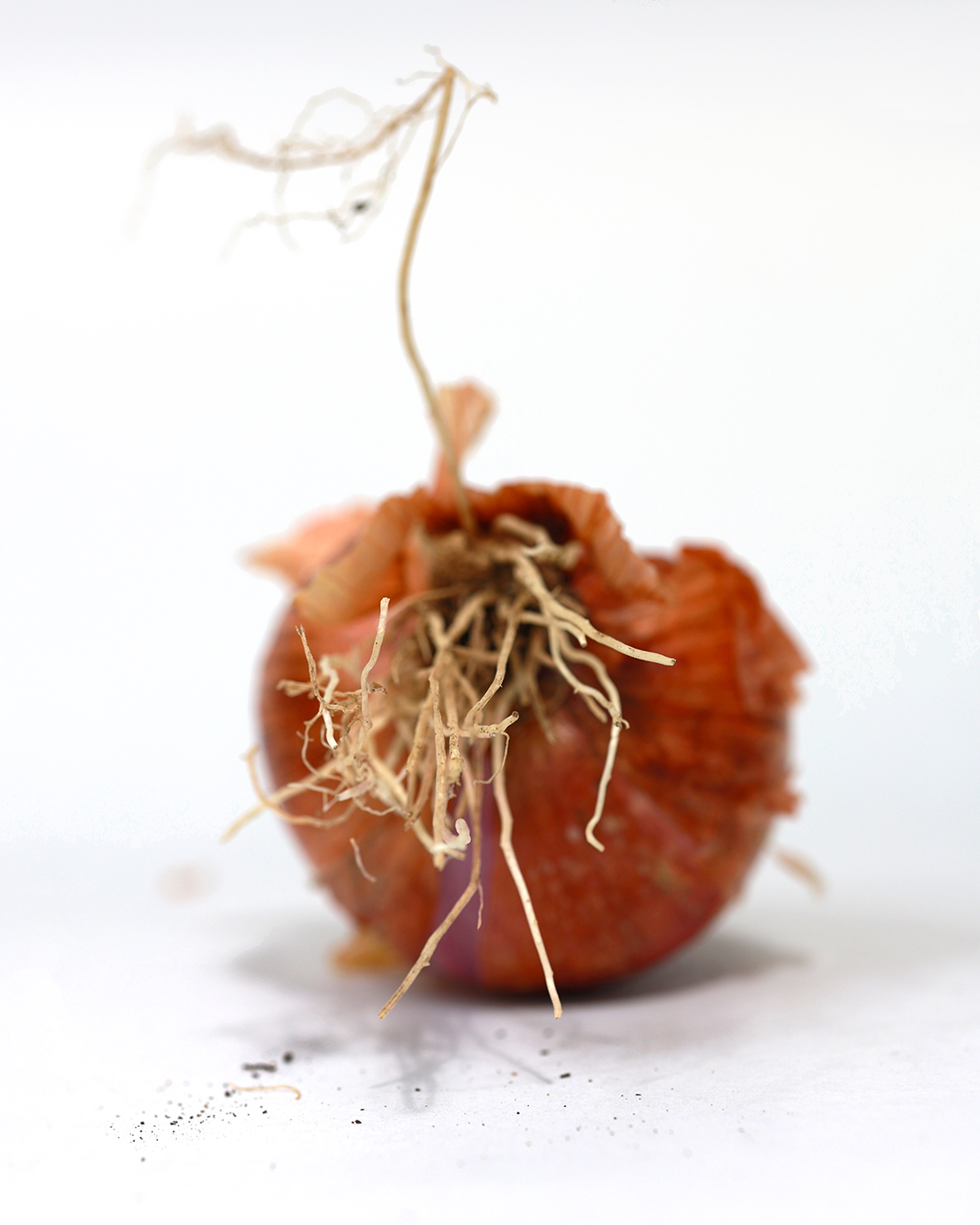 Great! You bought onions free of synthetic fertilizers, pesticides, growth hormones, antibiotics, preservatives and GMOs! But it has a large plastic label on it that can neither be composted or recycled, and instead will end up in the soil, ocean, or air. Why?
Stop unnecessary plastic.
Letters for you to freely download and use: danielleeubankart.com/letters
#plasticfree #noplastic #ecopackaging #homecompostable #endplasticpollution #cleanwater #trashday