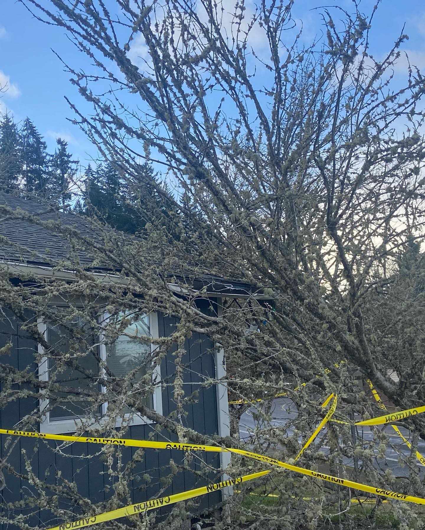 Recent windstorm damage. A and C got it cleaned up and looking pretty again. #springfieldtreeservice #downtrees