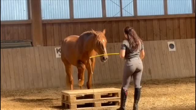 Gaining each other's trust is so important for a fair relationship with every horse. It is the base for a positive, successful development, and it brings such tremendous amount of joy!!😍
#horseriding #horse #fairzumpferd #freedom #horsetraining #horsesofinstagram #libertywork #libertywork #motivation #lusitanosofinstagram #lusitanopower