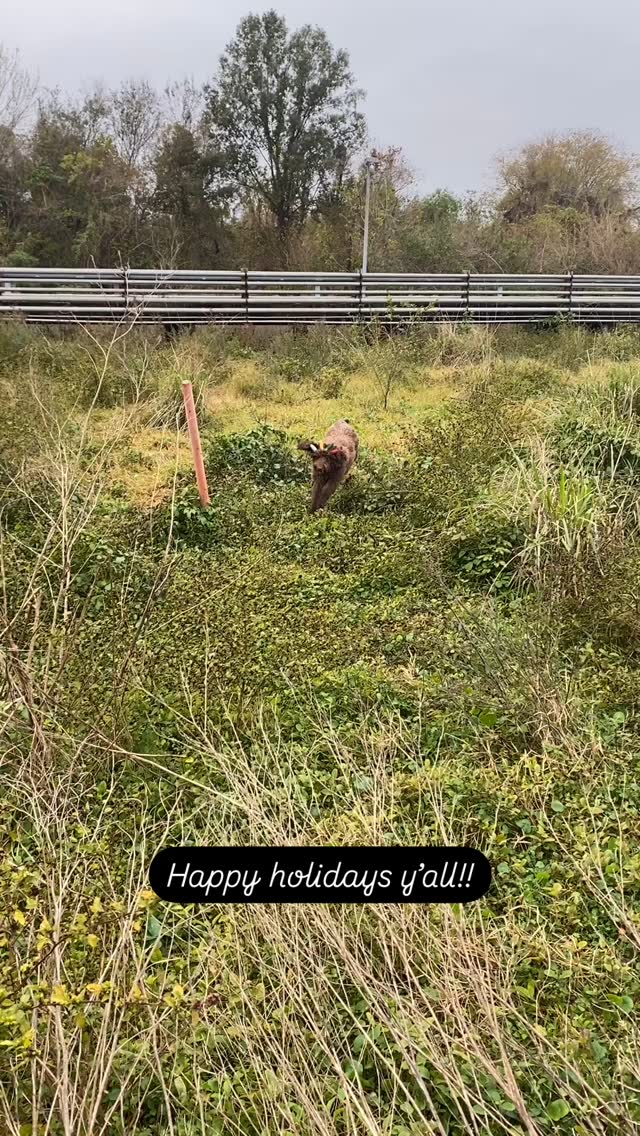 Merry Christmas y’all!! Sending love and holiday hugs from Louisiana and these filthy animals! 🎄❤️🐾🪩 but seriously, I am so so grateful for the BEST clients and partners in the world. We have been so fortunate this past year and absolutely LOVED working with y’all, Cheers and can’t wait to see what 2025 has in store for us!!! Love y’all so much!! 🎄🎄🎄🎄🐾🐾🐾❤️❤️❤️🪩🪩🪩