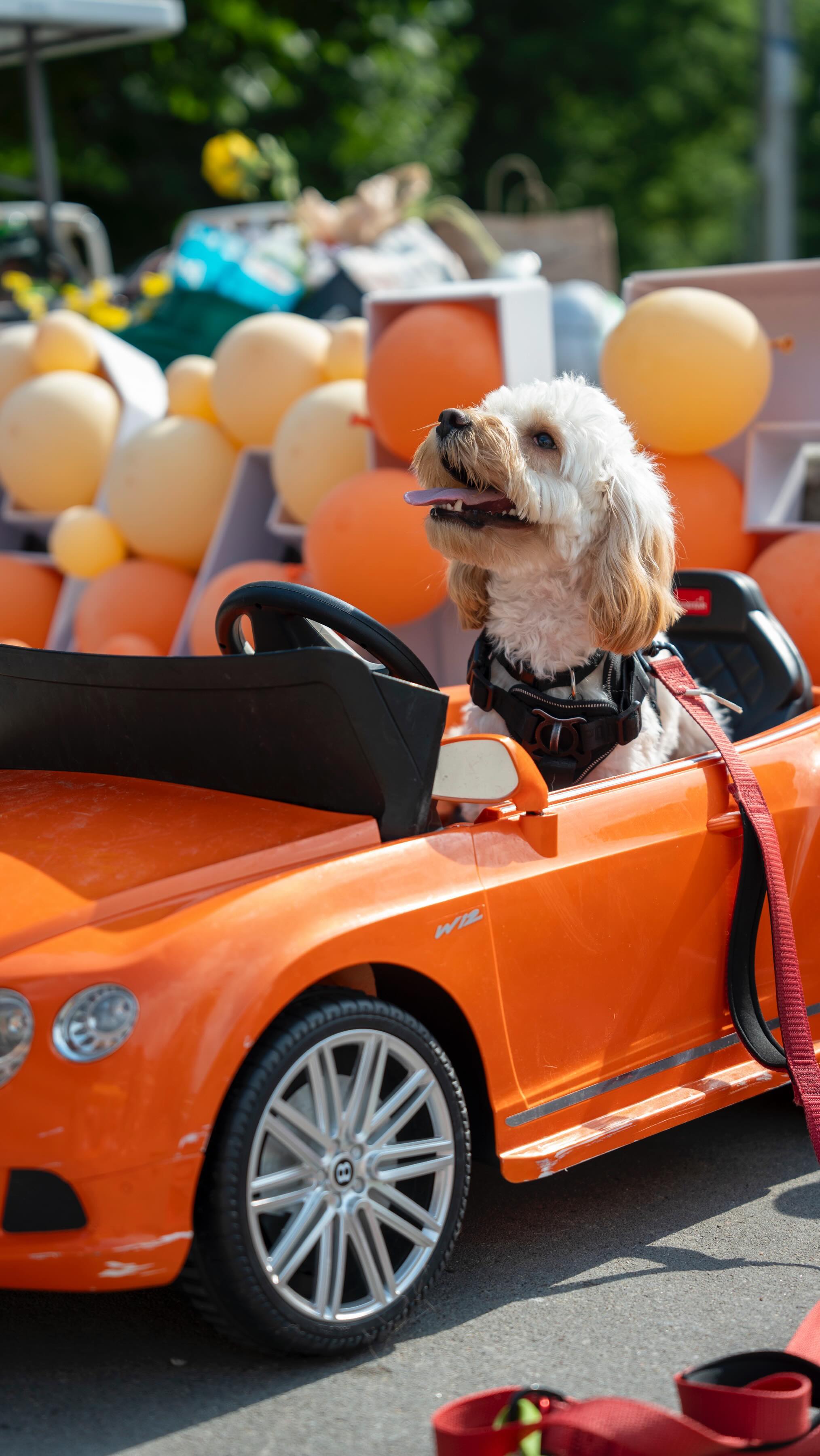 🎉🐾 What an amazing day at the Doggie Fest Summer Carnival 🐾🎉
We had a fantastic time celebrating our furry friends with all of you. Check out the highlights from the event! 🐕😍
Special shoutout to @bububu_yu for capturing these unforgettable moments. 📸✨
Stay tuned for more exciting events coming your way!
#DoggieFestSummerCarnival #EventRecap #DogLovers #TorontoEvents #dogevents #doggiefest