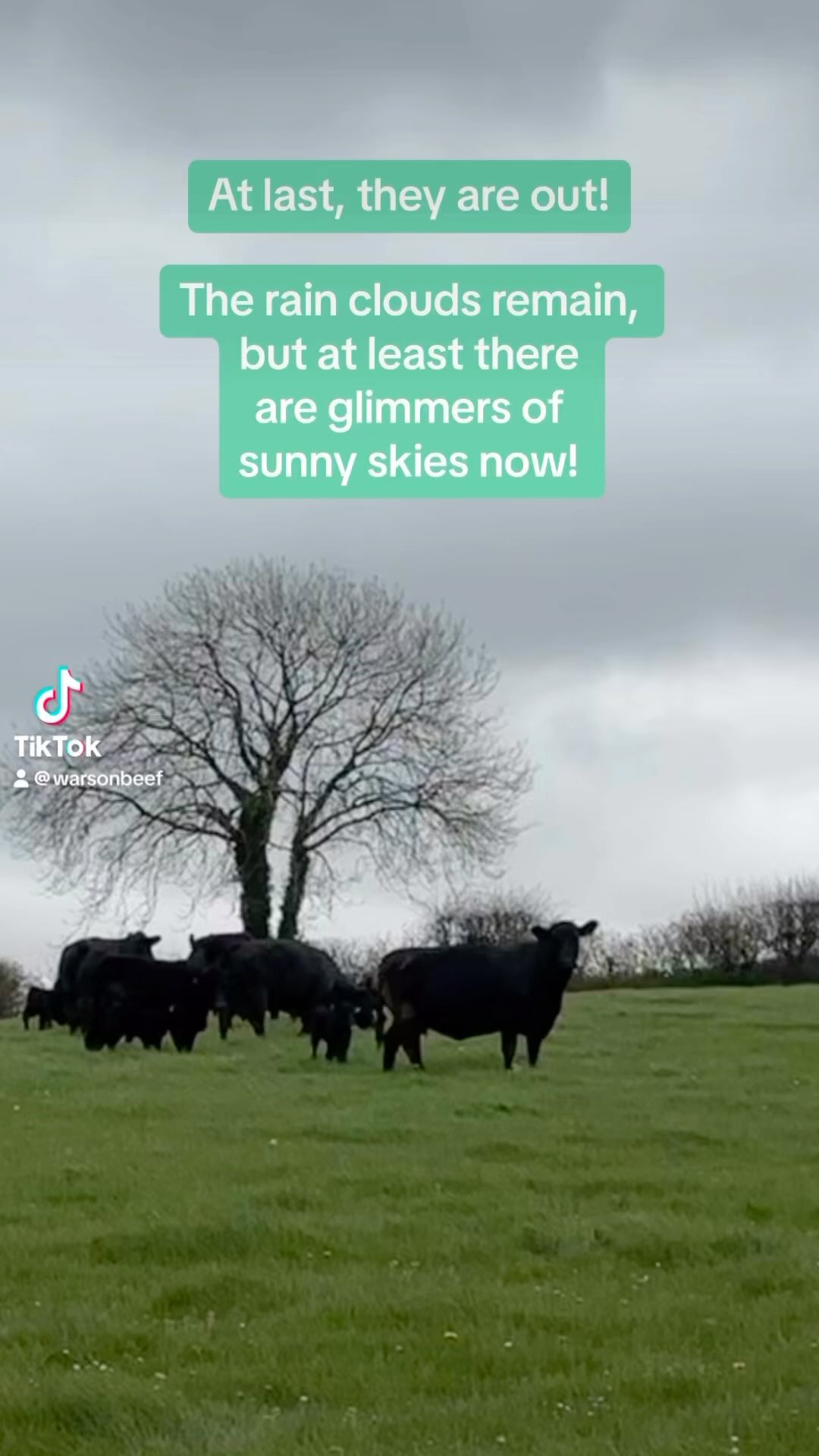 A bit of good news for a Monday morning.
We’ve been able to turn out the cow & calf groups! Hip hip etc
#blackangus #aberdeenangus #angus #anguscows #pasturefedbeef #grassfedbeef #warson #sustainablebeef #regenerativefarming #goodbeef