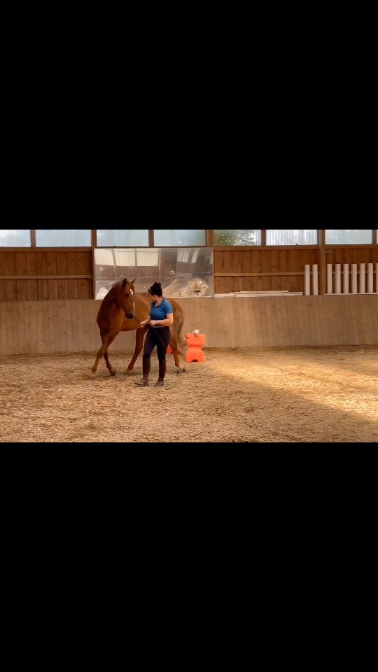 Team Andrea @andreajaenisch
Joio - good boy working so concentrated! The first jumps in liberty work ❤️
#libertywork #horselover #lusitano #happy #freedom #ilovemyjob #lusitanohorse #lusitanolove #lusitanosofinstagram #cavalolusiyano #lusitanopower #lusitanobreed #horsesofinstagram