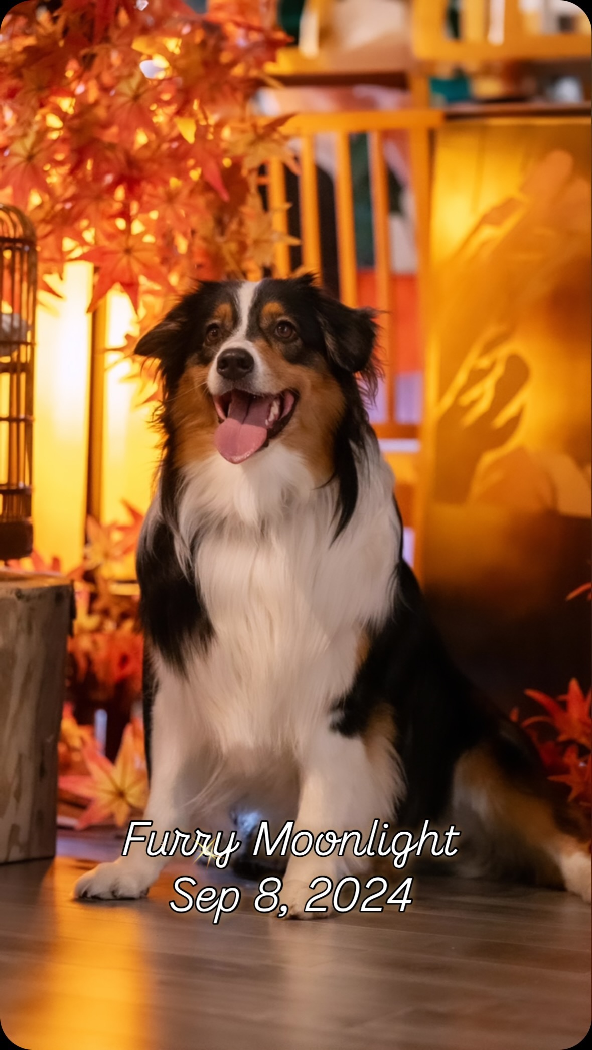 🌙 What a wonderful day! ✨We want to express our deepest gratitude to everyone who made this event so special. 🫶🏻Thank you to our amazing sponsor, @maokids_pet_northyork, for their continued support, and @siruplum_teashop for providing the stunning venue that brought everything to life.
Huge thanks to our event partner, @furrypawsome_, for creating such a fun and engaging mooncake workshop. 🥮🐾
Lastly, a big shout-out to @rg_dogpic , for capturing these unforgettable moments of cuteness. Be sure to check out more of his incredible work on his website!📸
Stay tuned for more exciting events, and we can’t wait to see you all again soon! 🧡
#EventRecap #FurryMoonlight #doggiefesttoronto #doggiefest #doglovers #torontodogs #petevent