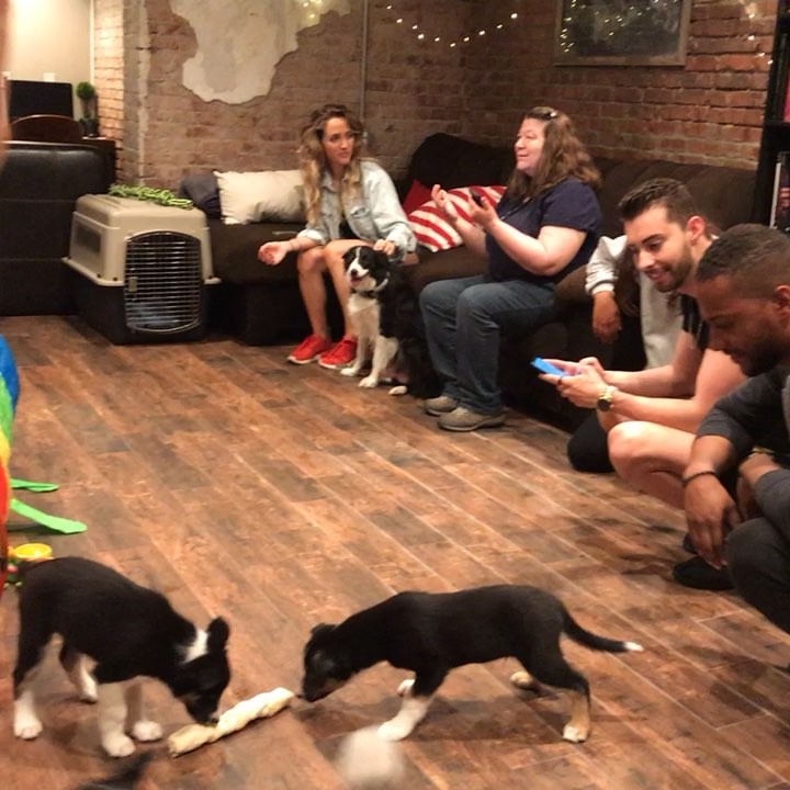 Puppy and pizza party!!!
#redeyelifestyle