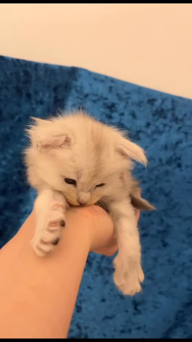 Aloha 🖤🩶💖
#mainecoonkitten #chatteriedelareineoly #mainecoon #mainecooncats #chaton