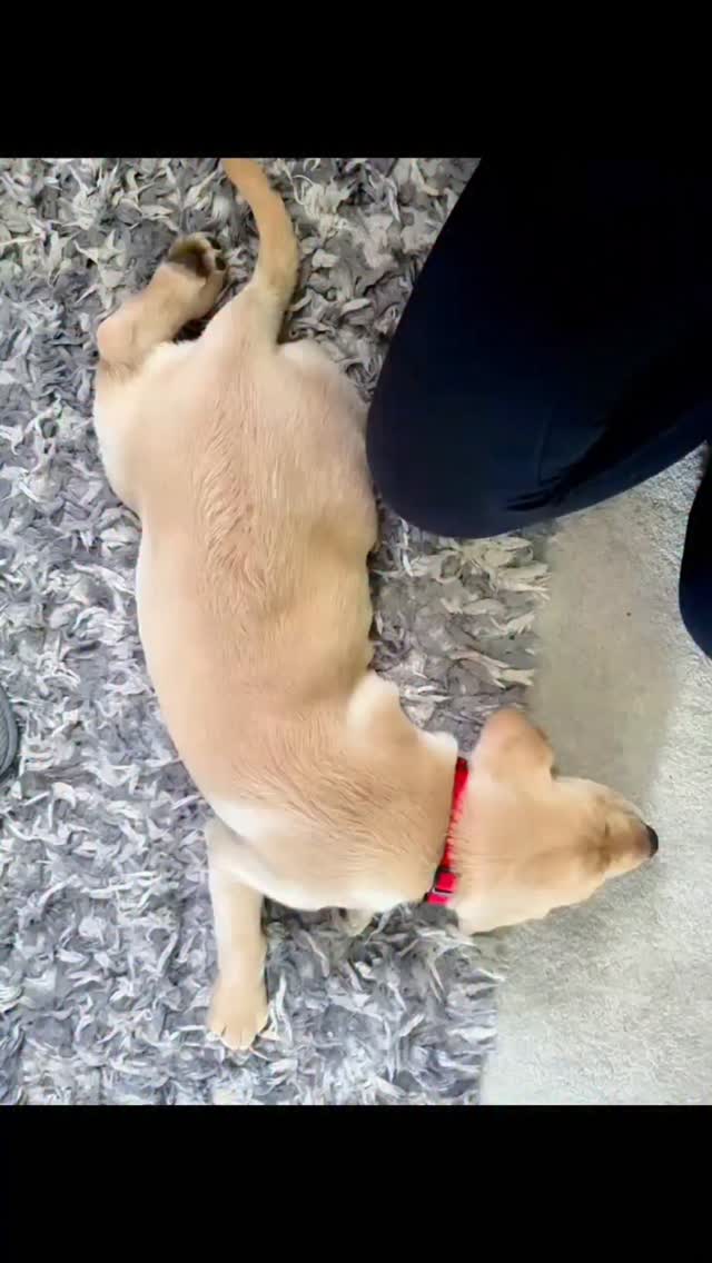 Throwback to when this little ball of fur joined us at HQ.
Valentine's Day is on the horizon.
Cards and gifts at www.picsandsquiggles.com
#love #labrador #michaelbuble #puppy