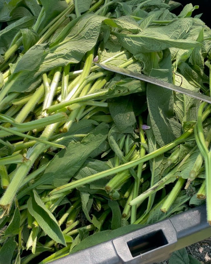 🌞Comfrey FPJ (Fermented Plant Juice) is used in solutions for seed & soil treatments and plant nutrition. Young shoots of healthy, vigorous plants are harvested before sunrise and fermented with organic raw sugar for ~7 days. The sugar draws the juices out via osmosis and uses the plant's own microbial set to do the fermenting.
OHN+FPJ+BRV= Seed Treatment & Maintenance Solution
This is the base formula. Other inputs can be added depending on plant growth stage or application.
Don’t be afraid to start small and use what’s available. 1:1 plant matter to organic unrefined sugar (brown sugar).