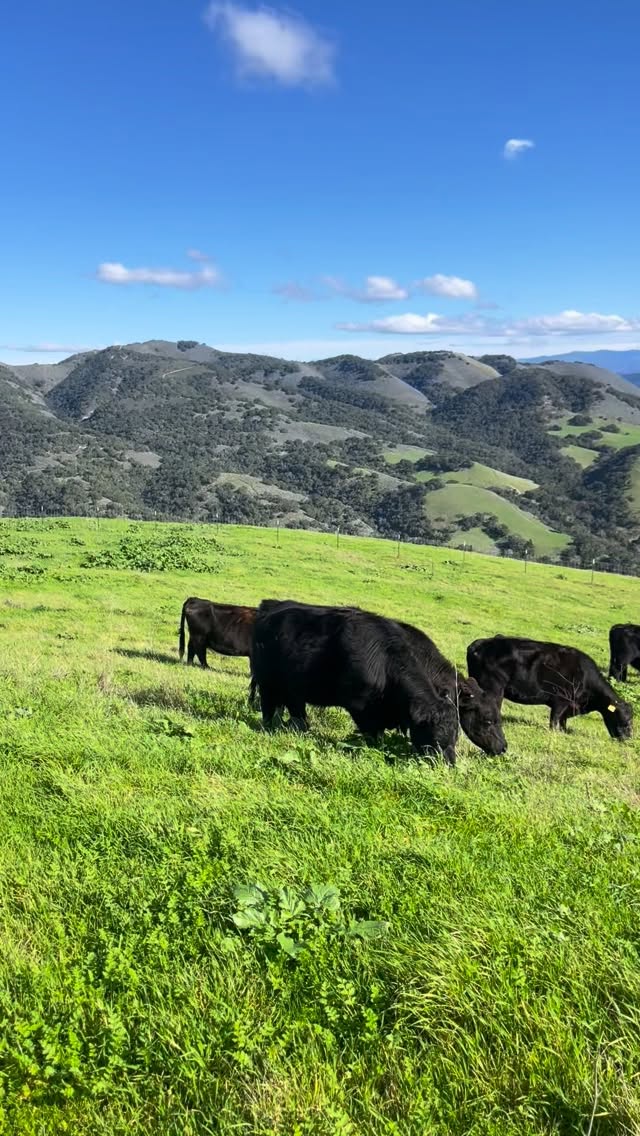 Happy Friday from our happy herd! 🌱🌱🌱
#prayforrain #california #ranching #grassfedbeef #centralcoast