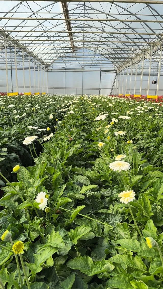 Our Gerbera daisy fields are bursting with color!