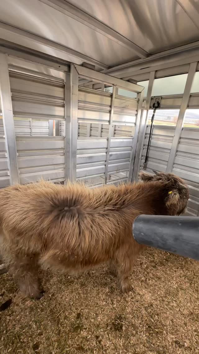 It's 8 am and rained all night but you have cuddle appointments for cow cuddling week starting at 9! @milwaukeetool You do what needs doing.
#cowkissin #minihighland #kissme #minihighlandcow #minicowsofinstagram