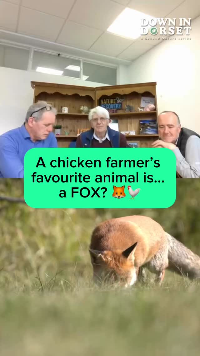 The math isn’t mathing, Tim. 😂
In a world where you’d expect a poultry man to have a “No Foxes Allowed” sign, Tim’s out here stopping the tractor just to admire them 🦊
It’s ironic, it’s authentic, and it’s exactly why we love recording this show.
Dorset nature recovery is all about finding balance—even when that balance feels a little bit like a paradox. 🌿
🎧 Listen to Down in Dorset now on all major platforms!
Huge thank you to @dorsetcounciluk for supporting the series 💚
#DorsetBigFive #ChickenFarmerLife #NatureIsIronic #PodcastClips #DorsetNature
