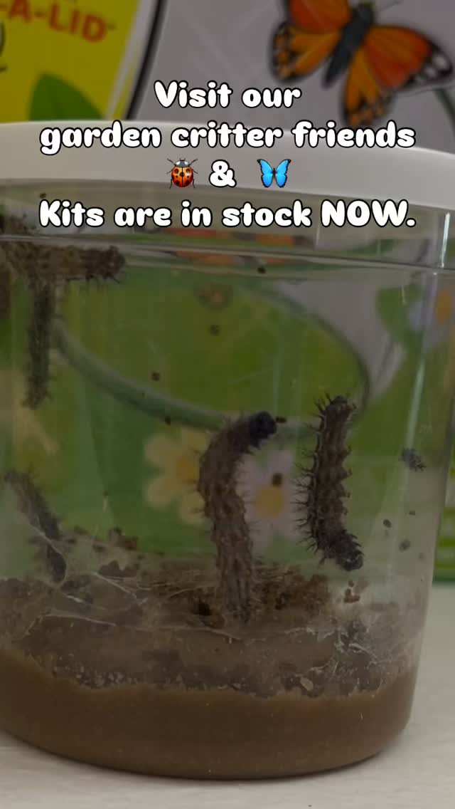 Come visit out critter friends as we watch them grow the release them in the nursery. 🐞🦋