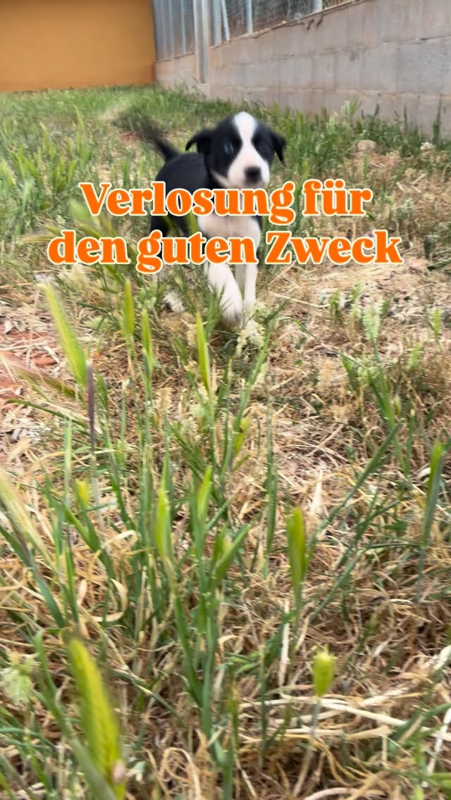 Am 1. Mai habe ich offline Spenden gesammelt für den Tierschutzverein bei uns um die Ecke und dachte, hey wieso euch hier bei Instagram nicht mitnehmen. Und weil ich es noch krasser will gibt’s eine mega Verlosung 🥳
Du kann eine 1:1 (+1) Intensivwoche für dich & deinen Hund gewinnen.
Ich begleite das Gewinner Team eine Woche lang zu einem Problem/ Thema, das euch gerade beschäftigt zum Thema:
• Training
• Beziehungsauf- bzw. Beziehungsausbau
• Tierkommunikation
• Verhaltensanalyse
• oder auch Tipps zum
„HundeMama-mentalload“ 🧘🏼♀️
Um in den Lostopf zu kommen, spende einen Betrag deiner Wahl an den Verein „Fritzdogs“ bis 3.Mai um 20 Uhr.
(Du darfst natürlich gern auch spenden, wenn du nicht gewinnen möchtest)
Ich kontaktiere das Gewinner- Duo nach Ablauf der Frist abends privat.
Kommentiere „Spende“ und ich schicke dir den Spendenlink zu.
Viel Glück 🍀
#VerlosungfürdengutenZweck
#Charityarbeit
#Hundetraining
#Tierkommunikation
#Hundemama
Unterstützung für den Tierschutz
Hunde Tierheim
Welpen retten
Spenden und Gewinnen
Hundemama-mentalload
Alternatives Hundetraining
Beziehung vor Erziehung