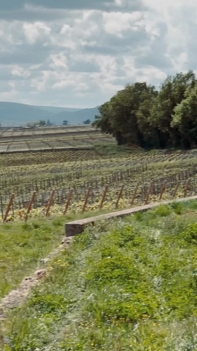 Instagram post from burgundywineclub. This post is in position 5.