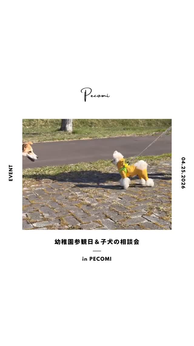 4月25日 幼稚園参観日&子犬のお悩み相談会
柳町公園で「お散歩会」を行いました🐕🦺🦮
今回は5ヶ月の雑種さんと11ヶ月のチワワとマルチーズのMIXさんが参加してくれました🐶
対面するのは今回初めてですが、お互い気になるようで様子を伺いながら、お散歩スタート🏁
まずはそれぞれ距離を取りながら、歩いてもらいましたが、少しずつお互いの距離が縮まり、お散歩途中でふたりとも遊びたいモードに😅
お互