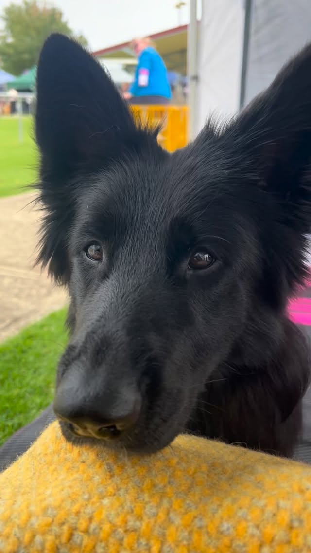 Some really tough competition out today and I’m so proud, little girl taking out BOB against some beautiful open males