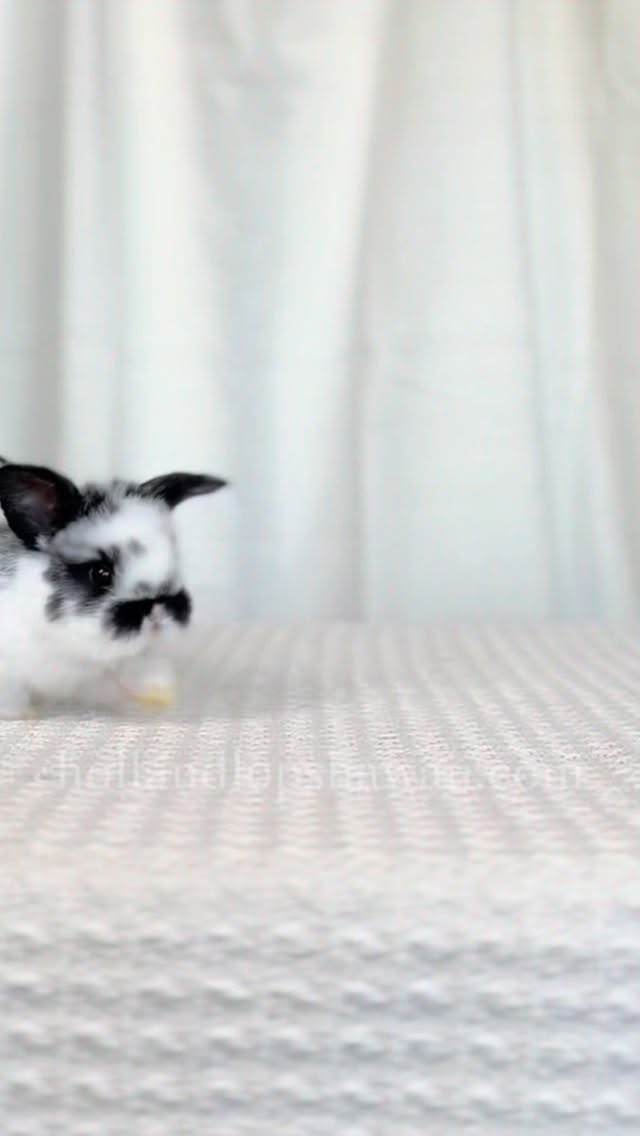 Meet our upcoming babies🤍 Reservations for this litter will open tomorrow, May 3rd at 7PM (our website currently shows 5PM — we’ll be updating that shortly). Who’s your favorite? 🥹
Visit our website www.hollandlopshawaii.com for more info.
#hollandlop #hawaii #oahu #luckywelivehawaii #hollandlopbreeder