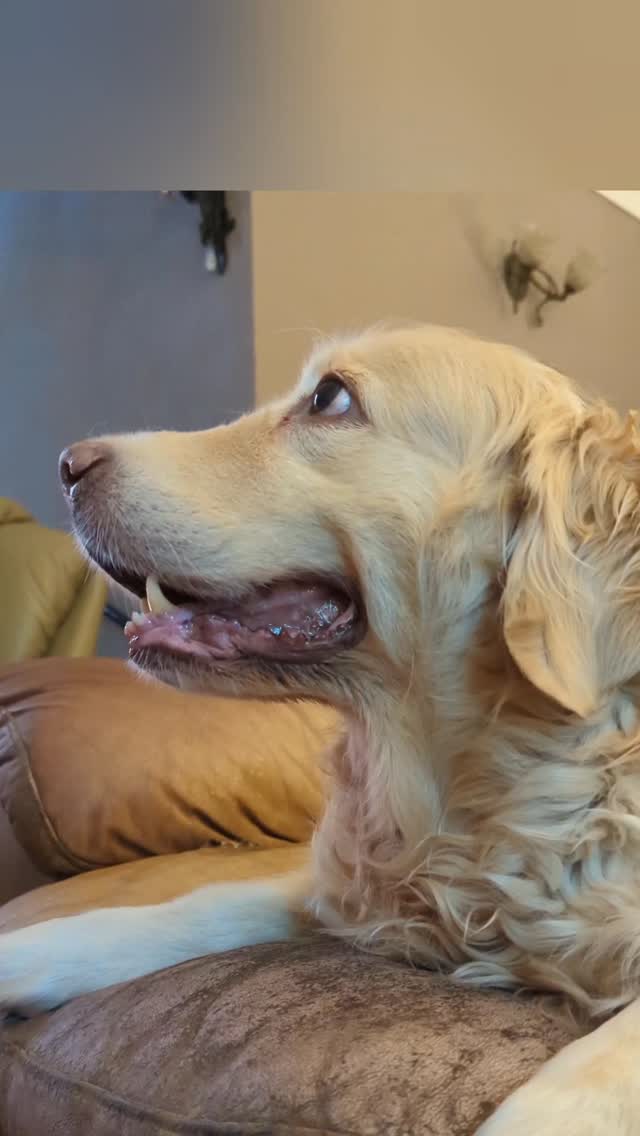 I still smile every time someone asks β
βIs this your home?β
Nahβ¦ I just live here π
This is Mayaβs Casa π
Sheβs the matriarch with her five golden retriever pups and three adopted Shih Tzu tornadoes = the real management team running the house. Iβm basically the innkeeper β opening doors, keeping the fridge stocked, and making sure the vibe stays approved by Her Majesty.
Guests get what they want π
It could be playful chaos or it could just be meditative peace with the cuddle bugs in your lap.
Some walk in and get swallowed by pure golden energy β tails, zoomies, zero personal space.
Others sit downβ¦ and suddenly thereβs a quiet little soul who just chooses them. No barking, no demands. Just presence.
Same house. Completely different experience.
I donβt train this. I donβt direct it.
I just hold the space and let the pack do what they do best β notice you.
Mi Casa, Su Casaβ¦ but letβs be real β weβre all just guests in Mayaβs house πΎ
#MiCasa93 #MayaTheMatriarch #DogLedLiving #GoldenChaos #ShihTzuTornadoes